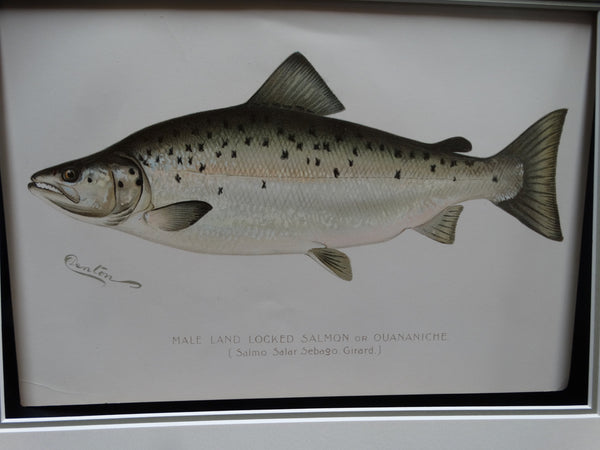 Male Land Locked Salmon Lithograph