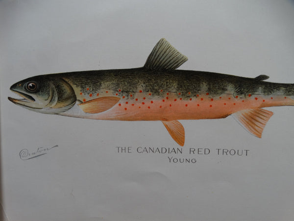 The Canadian Red Trout Young --  Lithograph