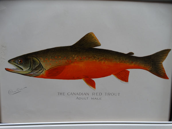 The Canadian Red Trout - Adult Male -- Lithograph