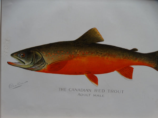 The Canadian Red Trout - Adult Male -- Lithograph